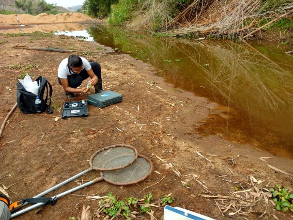 Com o uso de peneiras, foram coletados 1500 girinos em 25 pontos, alguns livres de contaminação e outros que tiveram contato direto com a lama. Foto: Josimar Mendes