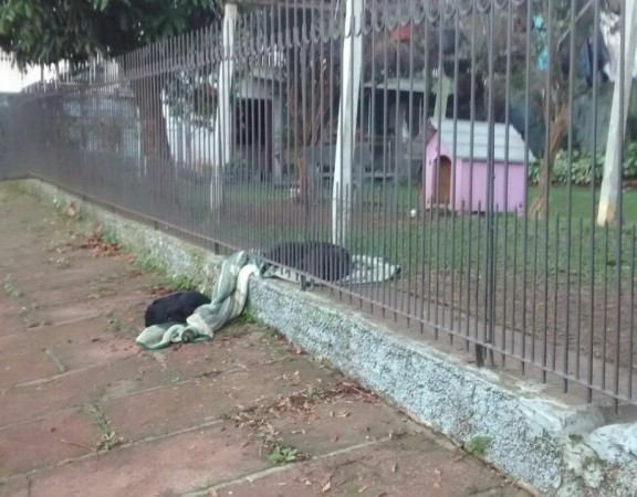 Cadela adotada compartilha cobertor com cão de rua no RS e foto viraliza