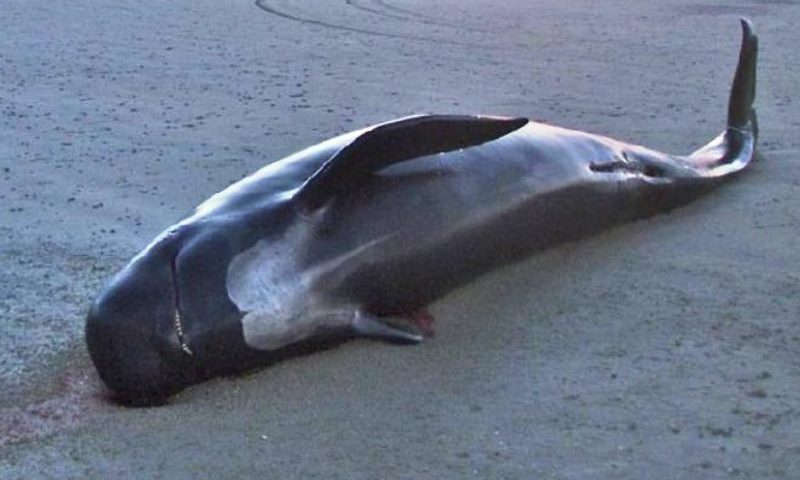 Baleia morre após engolir 80 sacolas plásticas em alto-mar