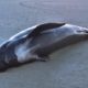 Baleia morre após engolir 80 sacolas plásticas em alto-mar