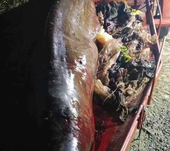 Com 40 kg de plástico na barriga, baleia é encontrada morta