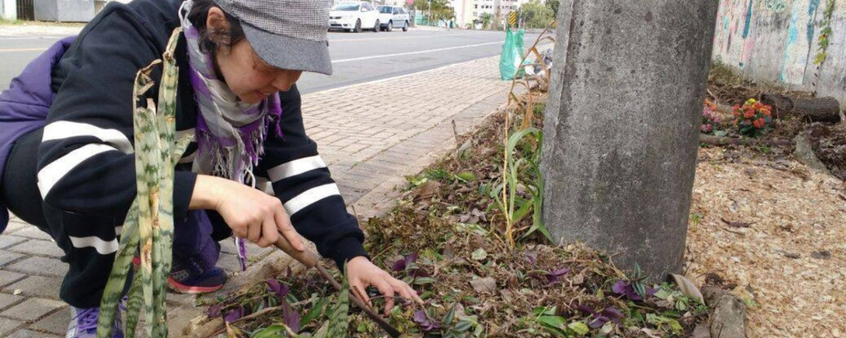 Curitiba libera cultivo de hortas nas calçadas e vai regulamentar a prática
