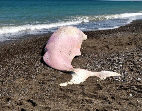 Baleia é encontrada morta na Itália com plástico no estômago, diz Greenpeace