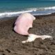 Baleia é encontrada morta na Itália com plástico no estômago, diz Greenpeace