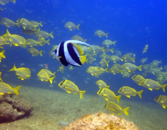 Pesquisa estima que 17% dos animais marinhos podem desaparecer até 2100