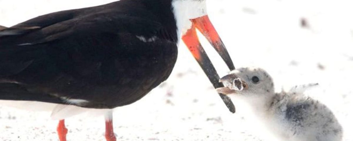 Uma fotógrafa dos Estados Unidos captura um pássaro negro que alimenta seu filhote com um filtro de cigarro na Flórida.